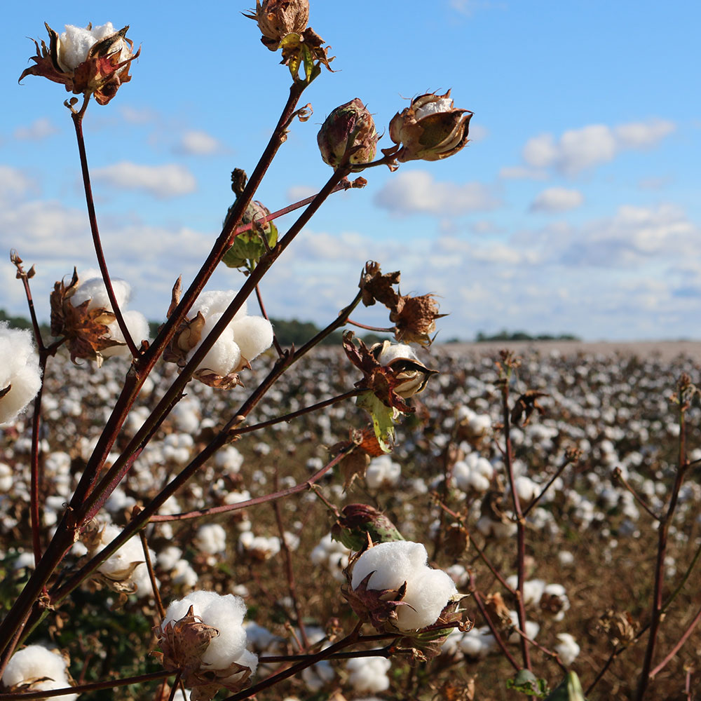 Organic Cotton Field