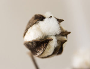 Cotton plant