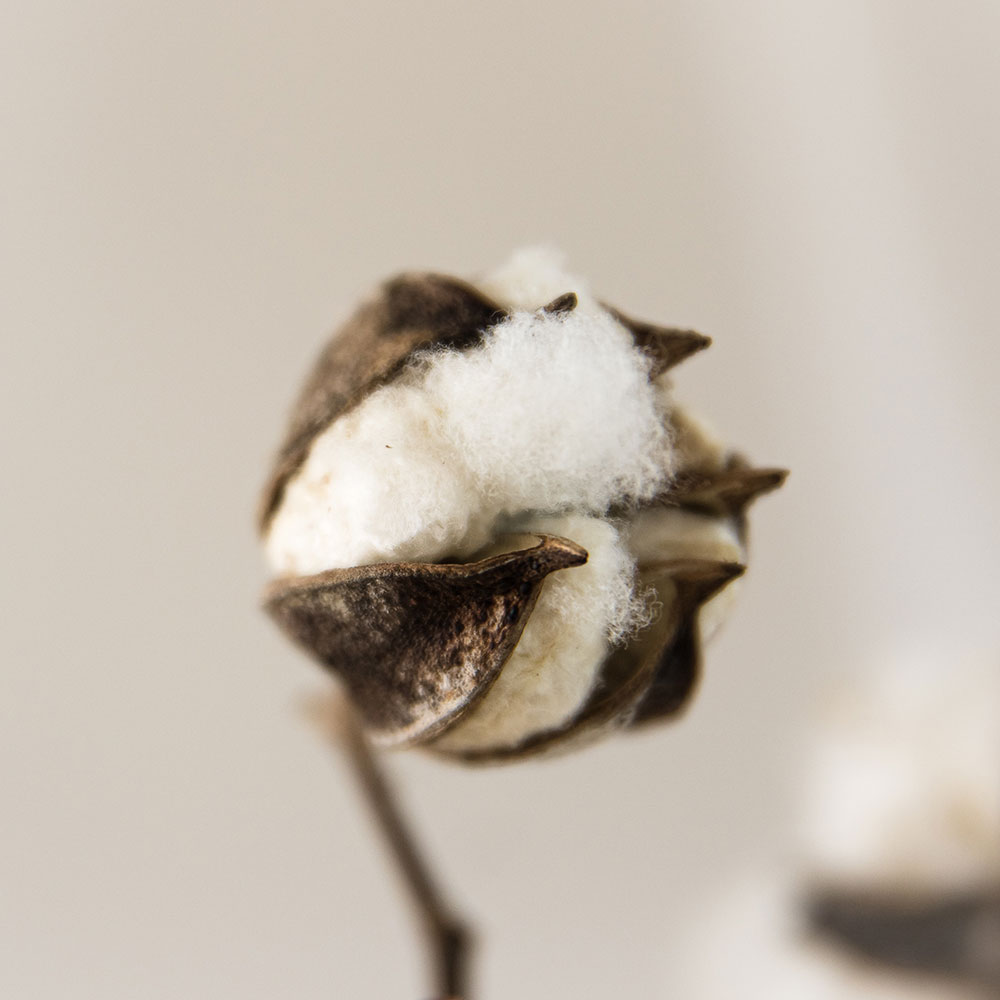 Cotton plant