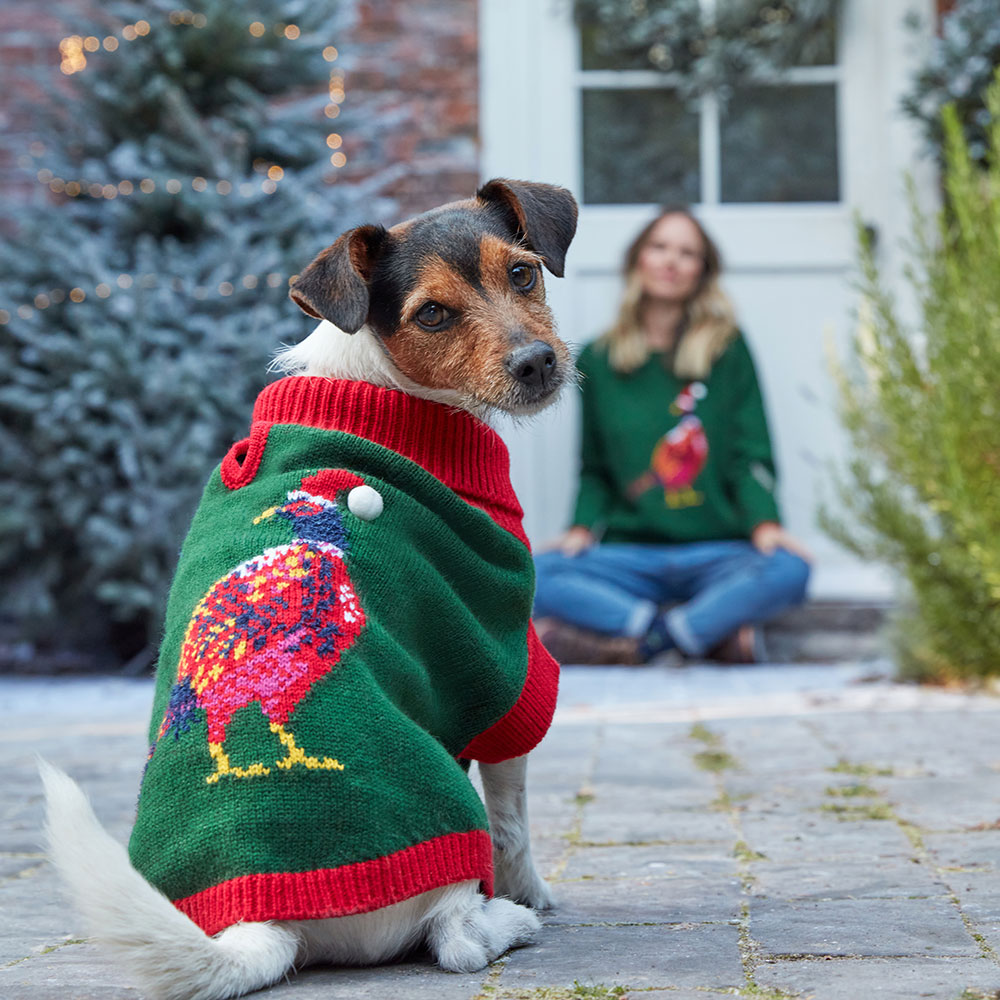 Yorkshire Terrier wearing green Woodland Trust jumper with colourful pheasant image