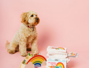Puppy sat with packets of colouring crayons