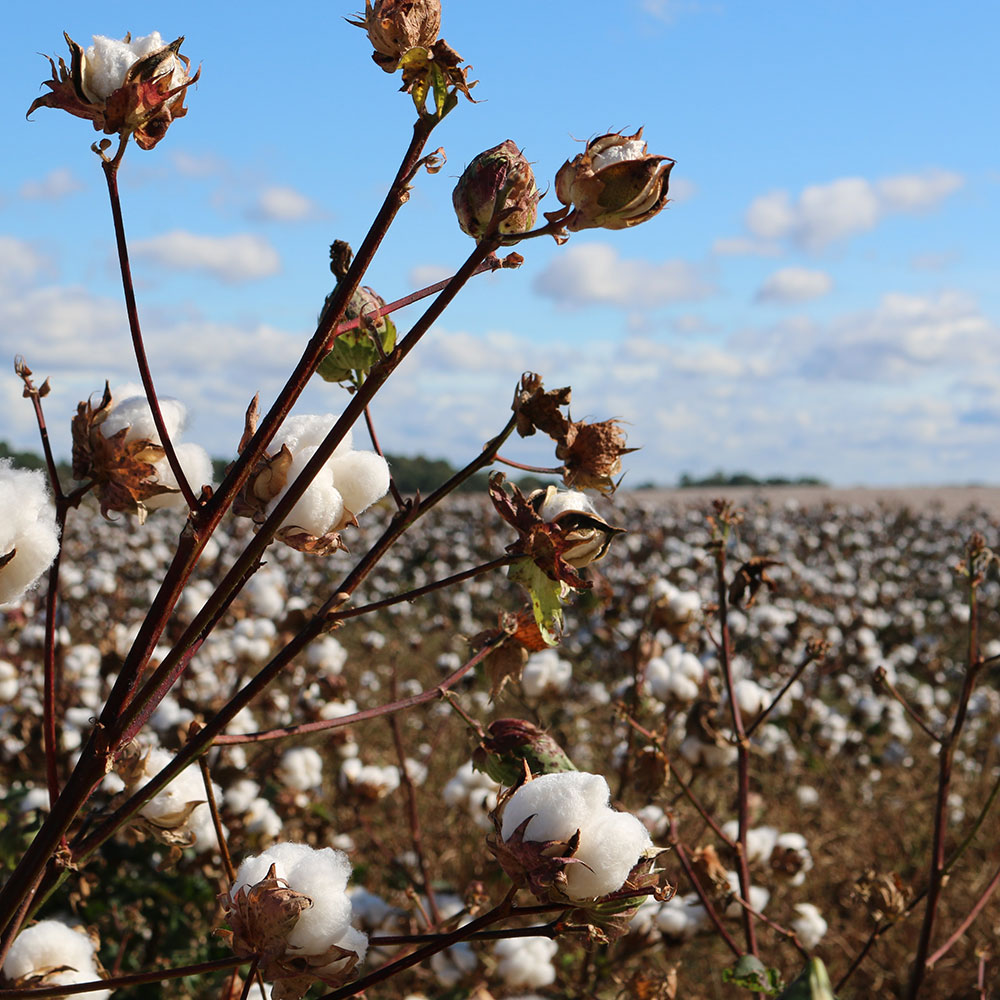 Cotton plant and blue skies