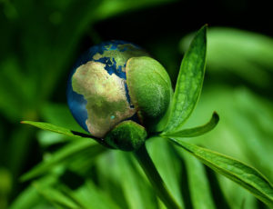 A plant opening to reveal the world as the bulb - SGS