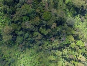 Aeriel shot of trees in a rainforest