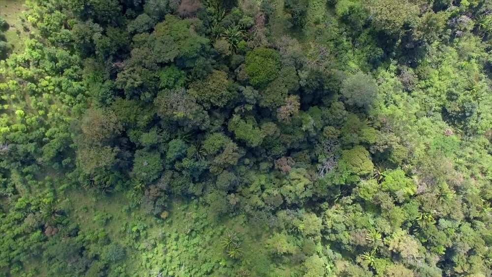 Aeriel shot of trees in a rainforest