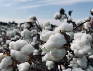 Cotton plants in a field
