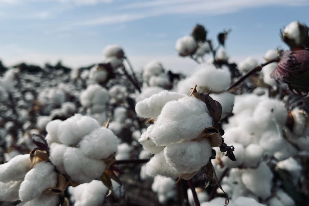 Cotton plants in a field
