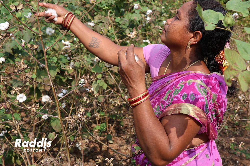 A woman reaching up to pick cotton 