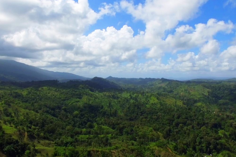 A shot of rainforest 