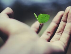 Hand holding green plant shoot representing sustainability and the new SGS Green Mark