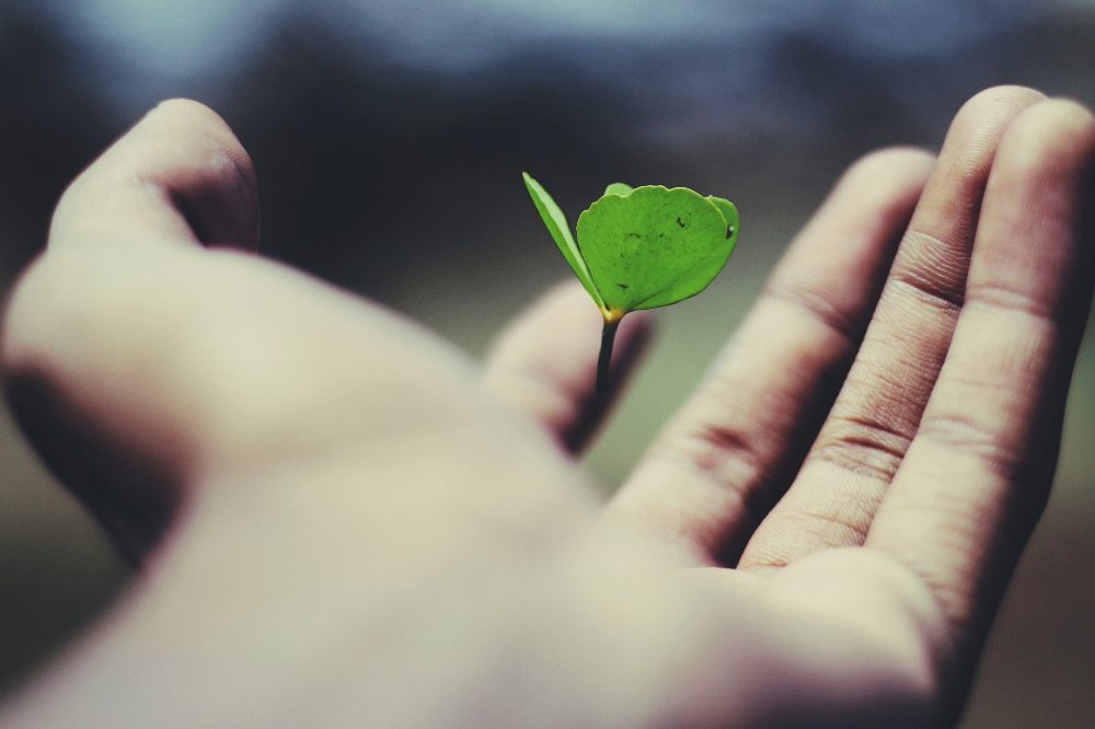 Hand holding green plant shoot representing sustainability and the new SGS Green Mark