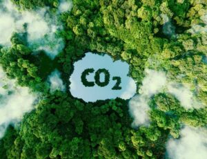 co2 logo within a cloud shape placed above an image of a rainforest representing SGS Green Marks