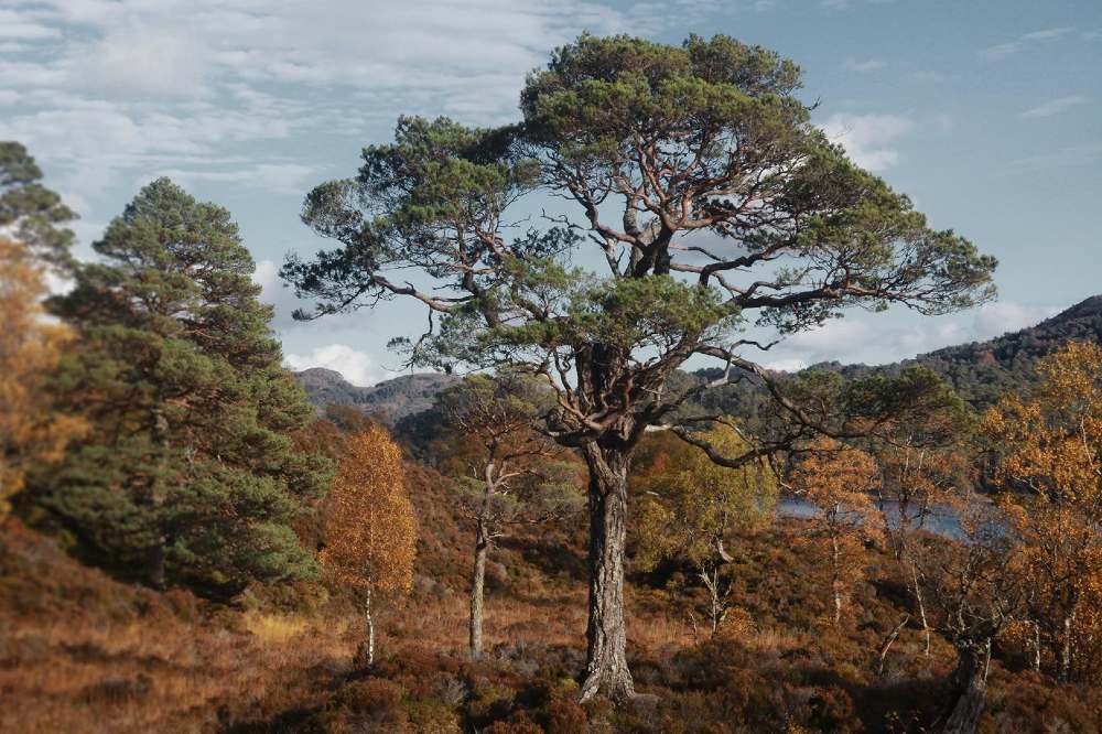 Trees in the highlands of Scotland